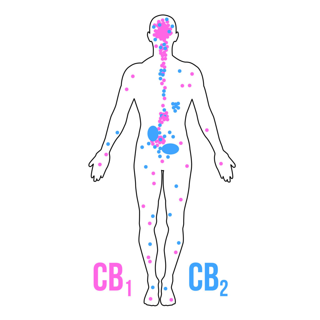 Cannabinoids Hub Page CB1 CB2 1