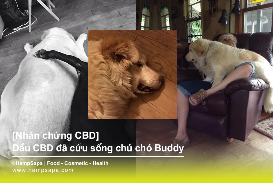 Dầu CBD đã cứu sống chú chó Buddy