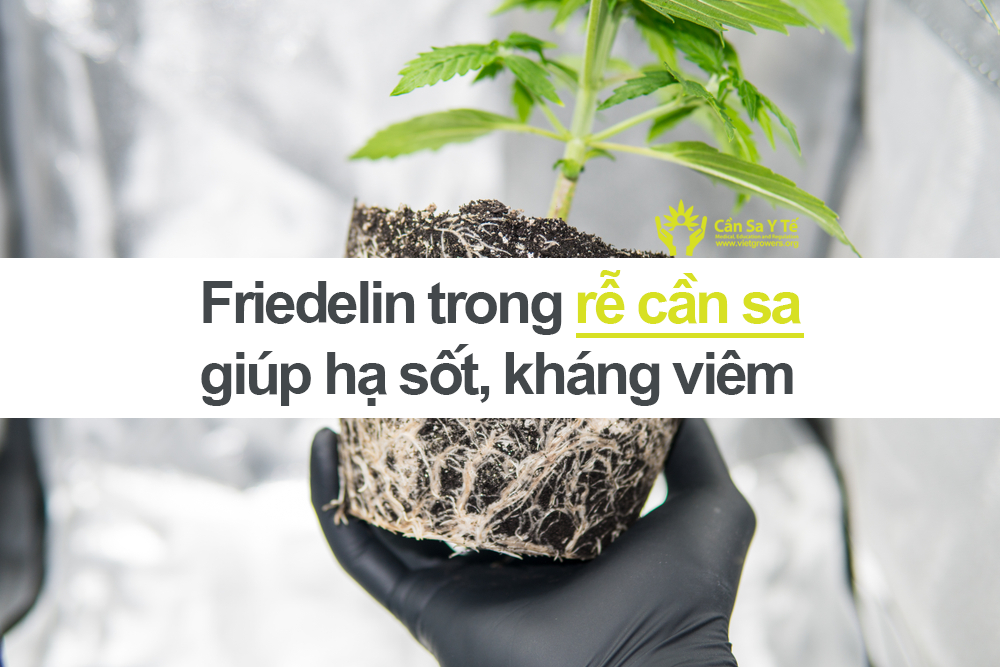 Friedelin trong rễ cần sa giúp hạ sốt kháng viêm