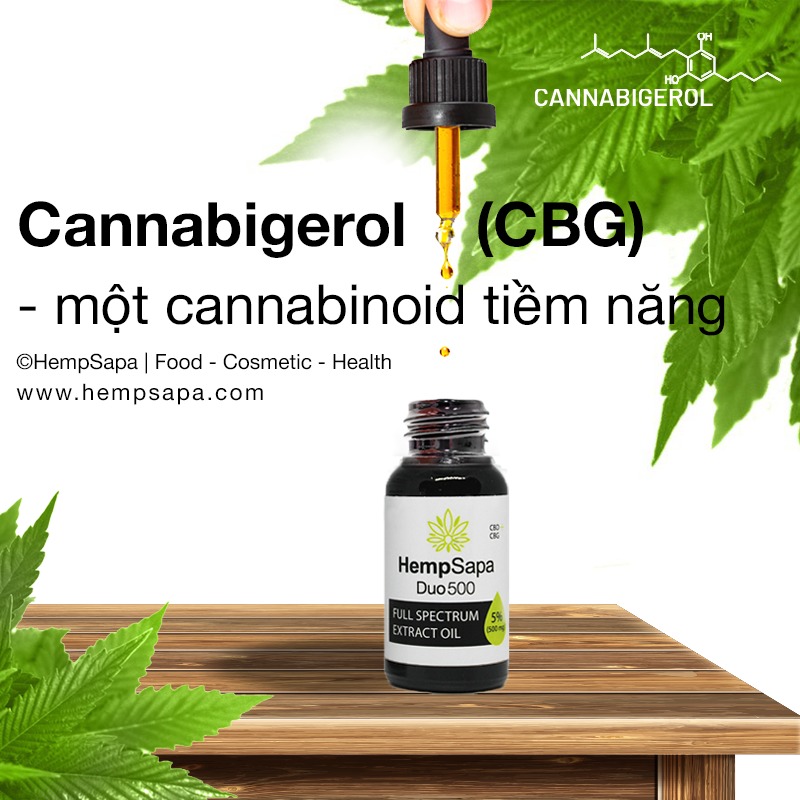 Cannabigerol CBG một cannabinoid tiềm năng