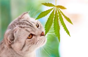 cat CBD cannabis marijuana leaf