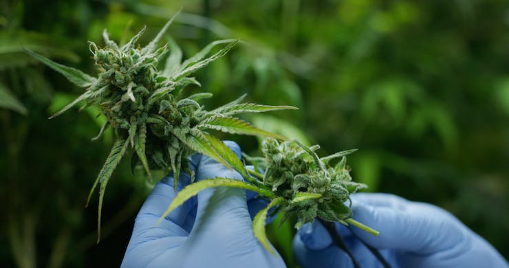 examining cannabis plant