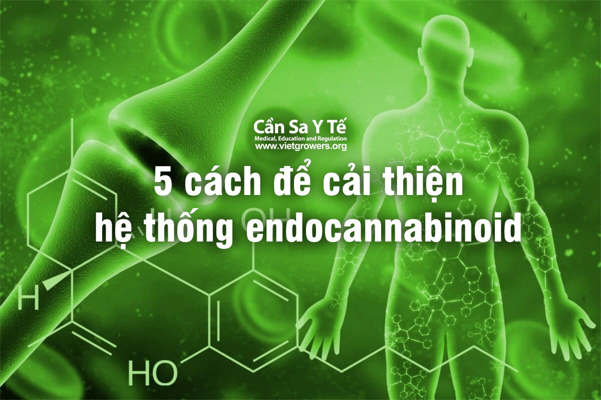 5 cách để cải thiện hệ thống endocannabinoid