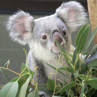 Cây bạch đàn (eucalyptus) - terpene