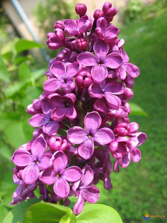hoa tử đinh hương (lilas) - terpene