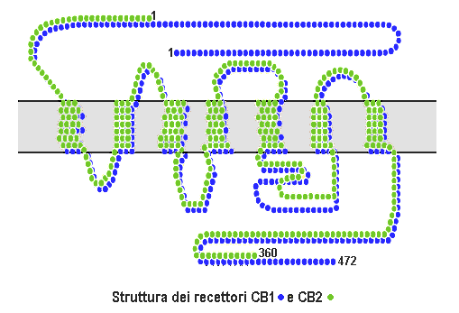 Cb1_cb2_structure