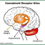 marijuana brain