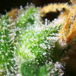 Cannabis female flowers close up