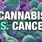 corporate involvement in using cannabis medicine to treat cancer e1440356023199