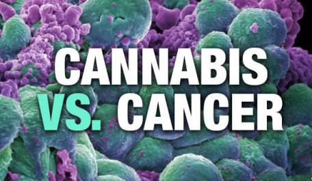 corporate involvement in using cannabis medicine to treat cancer e1440356023199