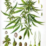 cannabis wiki lg