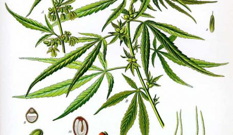 cannabis wiki lg