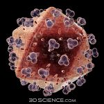 3d model biology HIV web1