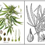cannabis flower illustration