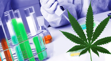 marijuana studies dtugs