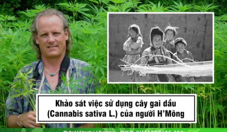 khao-sat-viec-su-dung-cay-gai-dau-cannabis-sativa-l