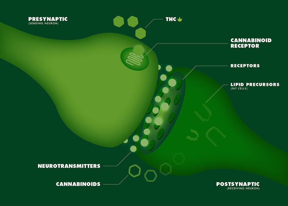 bang-cach-nao-va-vi-sao-nao-bo-tu-tao-ra-cac-cannabinoid