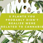 5 Plants You Probably Didnt Realize Were Related to Cannabis 702x336