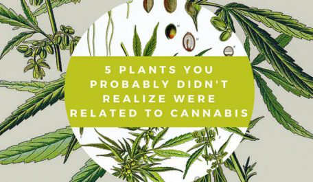 5 Plants You Probably Didnt Realize Were Related to Cannabis 702x336