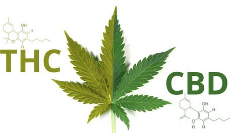 greenrushdaily CBD vs THC
