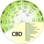 Các tính chất y học của CBD ! CBD là tinh dầu được tìm thấy trong cây cần sa/ gai dầu sở hữu nhiều dược tính/khả năng phòng bệnh nhất.