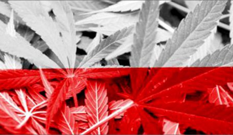 Ba Lan - quốc gia mới nhất tại châu Âu hợp pháp hóa cần sa y tế
