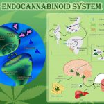 endocannabinoid 