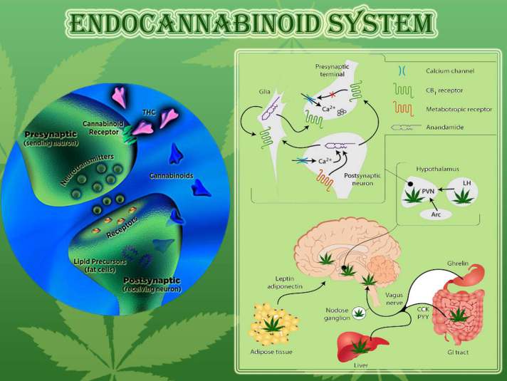 endocannabinoid 