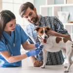 Các bác sĩ thú y tại bang California muốn chỉ định cần sa cho thú cưng
