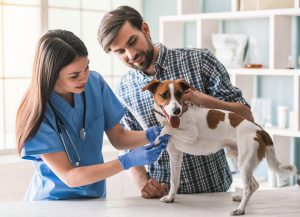 Các bác sĩ thú y tại bang California muốn chỉ định cần sa cho thú cưng