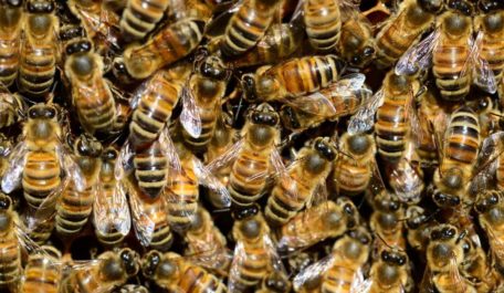 23 loài ong bị thu hút bởi cây gai dầu ở Colorado