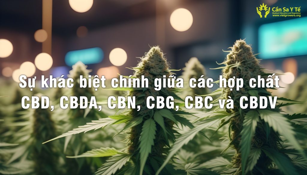 Sự Khác Biệt Chính Giữa Các Hợp Chất CBD, CBDA, CBN, CBG, CBC Và CBDV