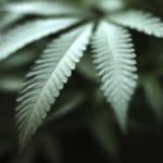 thuoc-dieu-tri-dong-kinh-nguon-goc-tu-can-sa-duoc-chap-thuan-su-dung-tai-vuong-quoc-anh