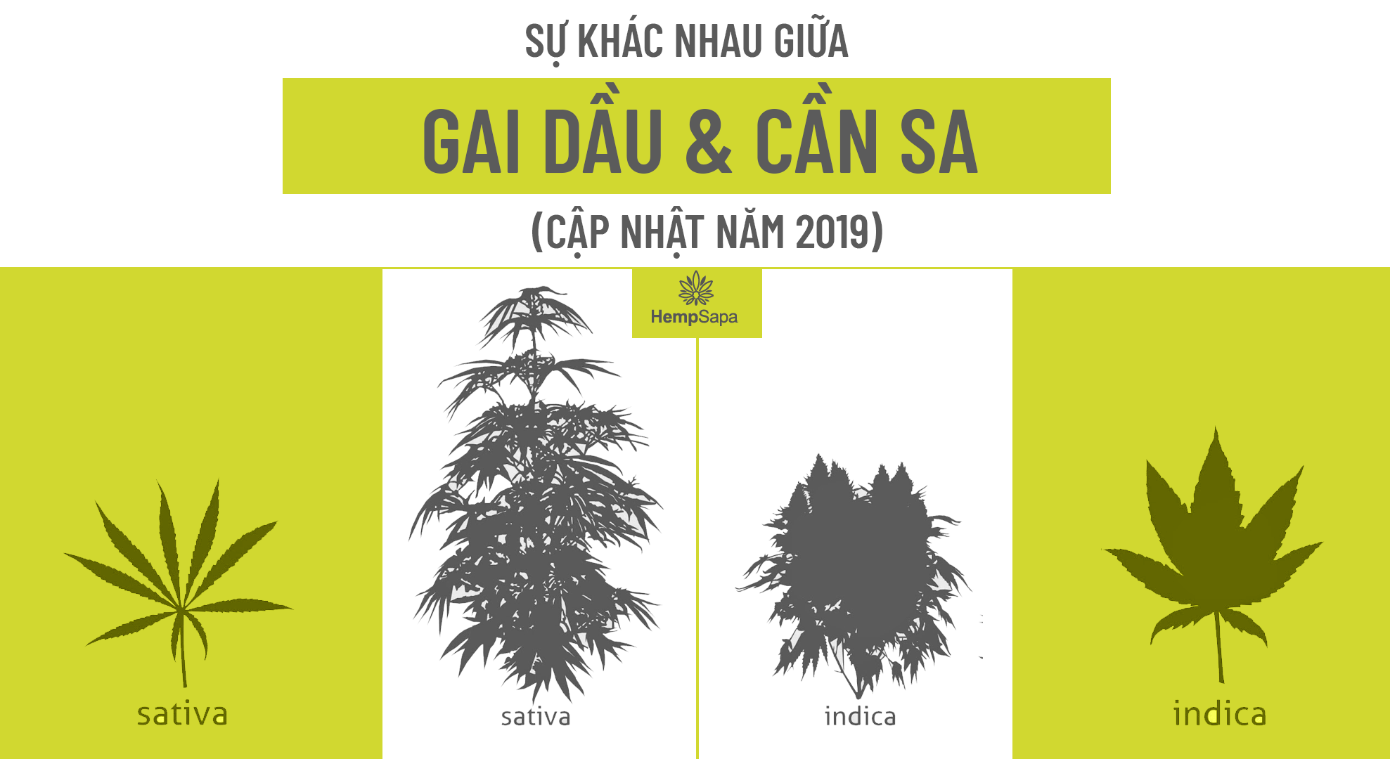 Sự khác nhau giữa cây gai dầu và cây cần sa (cập nhật năm 2019)