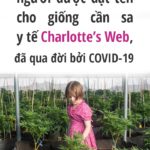 charlotte-figi-nguoi-duoc-dat-ten-cho-giong-can-sa-y-te-charlottes-web-da-qua-doi-boi-covid-19