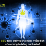 cbd-tang-cuong-kha-nang-mien-dich-cua-chung-ta-bang-cach-nao