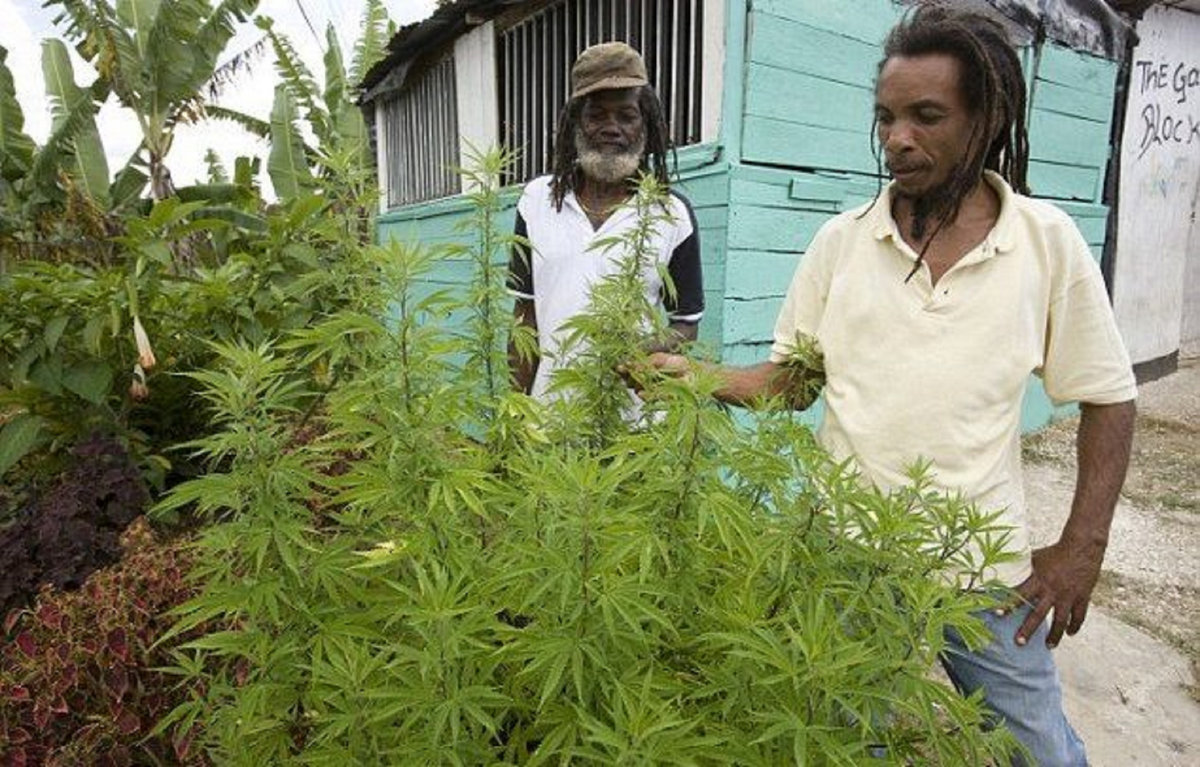 Доминикана и марихуана семена конопли как корм