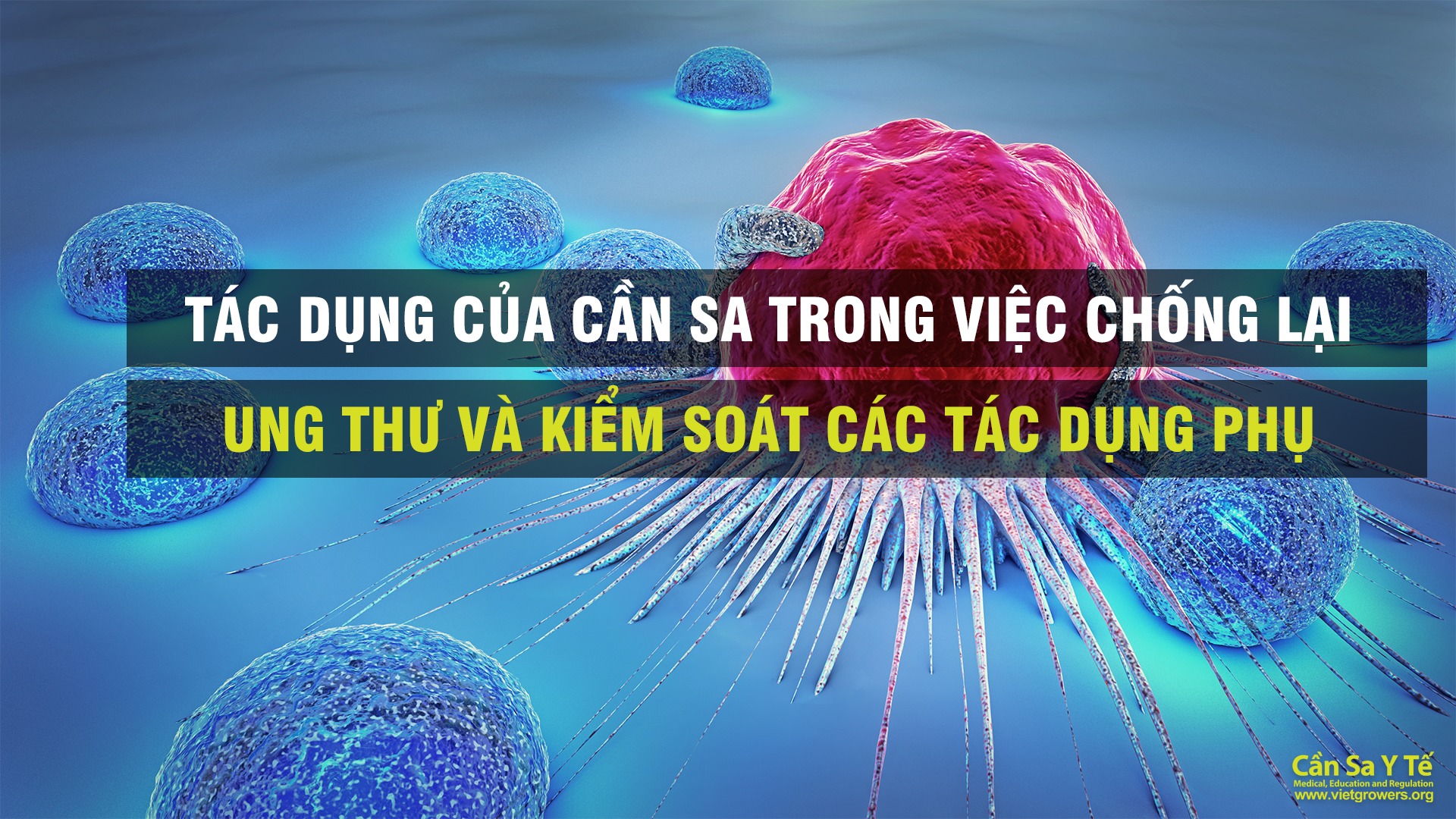 Tác dụng của cần sa trong việc chống lại ung thư và kiểm soát các tác dụng phụ