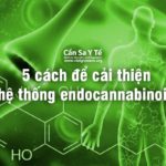 5-cach-de-cai-thien-he-thong-endocannabinoid
