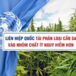 Liên Hiệp Quốc tái phân loại cần sa vào nhóm chất ít nguy hiểm hơn
