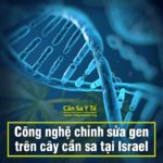 cong-nghe-chinh-sua-gen-tren-cay-can-sa-tai-israel