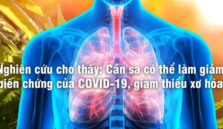 Nghiên cứu cho thấy: Cần sa có thể làm giảm biến chứng của COVID-19, giảm thiểu xơ hóa
