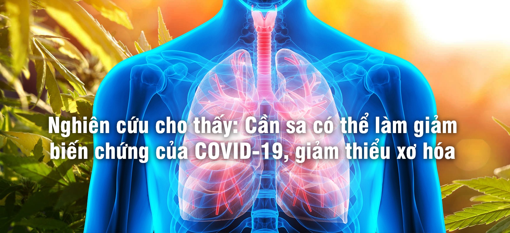 Nghiên cứu cho thấy Cần sa có thể làm giảm biến chứng của COVID 19 giảm thiểu xơ hóa