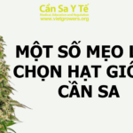 mot-so-meo-lua-chon-hat-giong-can-sa