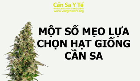 mot-so-meo-lua-chon-hat-giong-can-sa