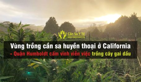 Vùng trồng cần sa huyền thoại ở California - Quận Humboldt cấm vĩnh viễn việc trồng cây gai dầu