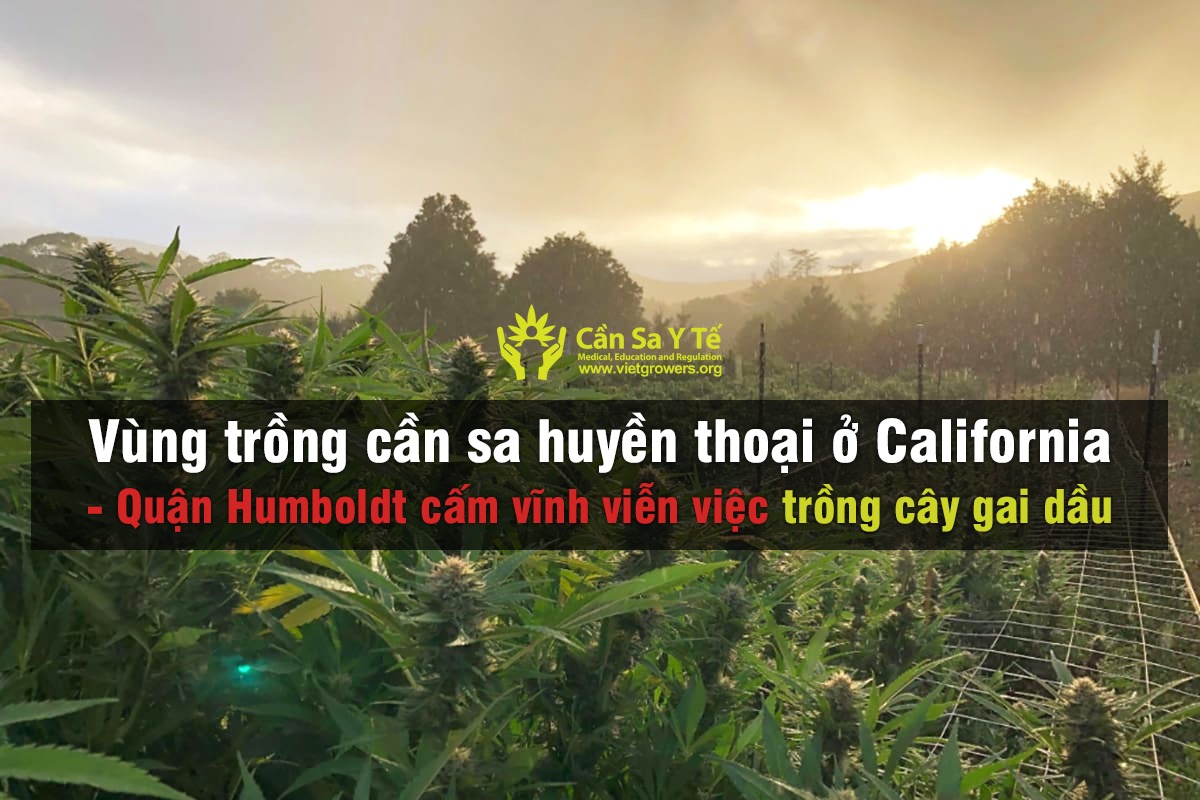 Vùng trồng cần sa huyền thoại ở California Quận Humboldt cấm vĩnh viễn việc trồng cây gai dầu