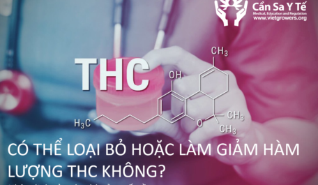 Có thể loại bỏ hoặc làm giảm hàm lượng THC trong cần sa không? Ý kiến của các nhà sản xuất cần sa.