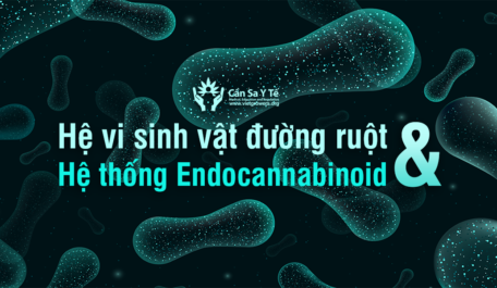 vi-khuan-microbiota-he-thong-endocannabinoid