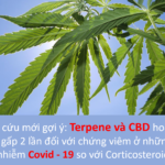 Nghiên cứu mới gợi ý: Terpene và CBD hoạt động tốt hơn gấp 2 lần đối với chứng viêm ở những người nhiễm Covid - 19 so với Corticosteroid